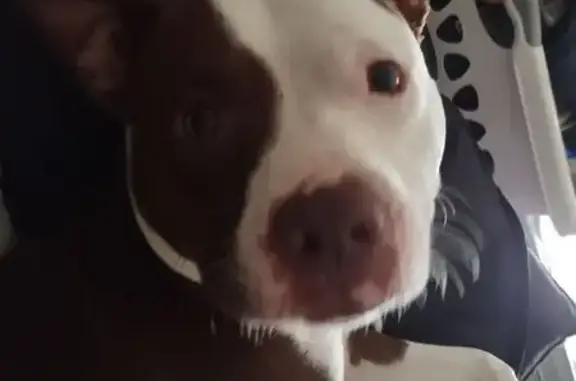 Lost dog, male Pit Bull, North Sunset Drive, Mount Dora, Orlando — brown and white - photo