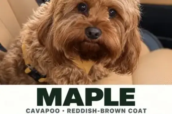 Lost pets Nillumbik, photo: Lost dog, female toy cavoodle, Bidwell Street, 5, City of Whittlesea, Nillumbik — white neck markings