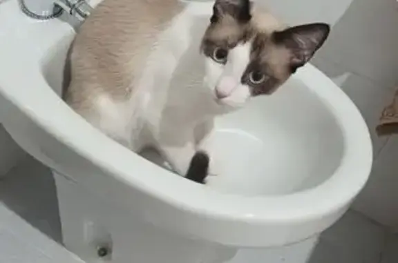 Gato perdido, Calle Julio Cienfuegos Linares, 15, Badajoz — blanco con tonos marrón claro - photo