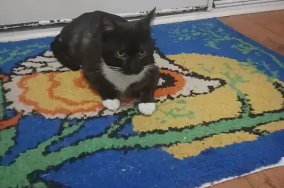 Missing cat Knox, photo: Lost Cat, Emden Crescent, 6, City of Monash, Knox — white neck and paws