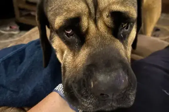 Lost Dog, male, Fox Bend Lane, 12788, Olive Branch, Olive Branch — very big - photo
