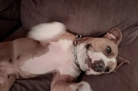 Lost dog, female, Parker Street, 186, Sarnia, Port Huron — tan with white patches - photo