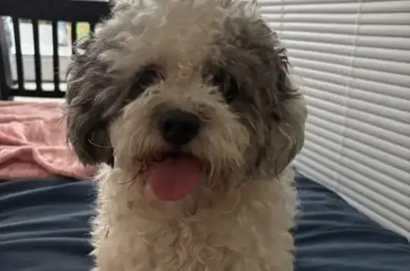 Lost male dog, North Lamar Street, 1907, Dallas — green around his neck - photo