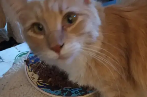 Lost cat, male, Effinger Street, 730, Las Vegas — friendly and neutered - photo