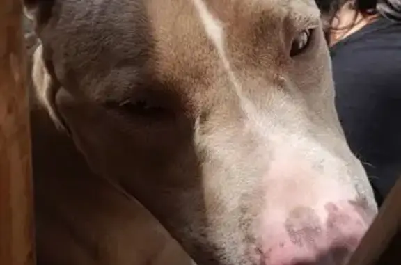 Found dog Tulsa, photo: Found dog, West 1st Street South, 1511, Tulsa — friendly with children