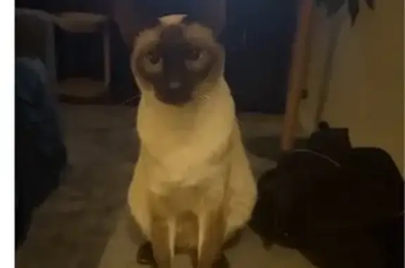 Lost cat, Broadgait Brae Road, 208, Cary — friendly Siamese female - photo