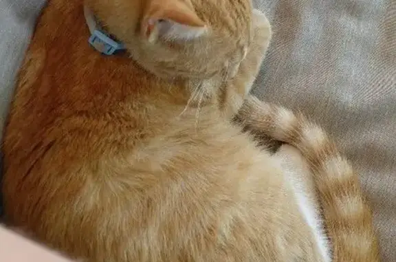 Light Orange Tabby with white mark in his face, he's very sweet and friendly, and as never been away from home before. And is not currently wearing his collar.