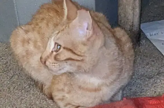 Lost cat, Del Coronado Way, 7404, Sacramento — small orange male, 5 months old - photo