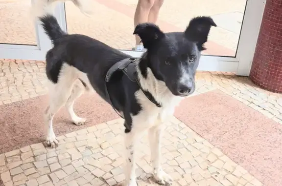 Encontrado cachorro macho, Ala...