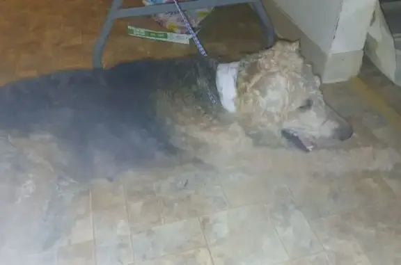 Found dog Queen Creek, photo: Found Dog, North Lazy Loop, 34462, Queen Creek — male with short curly fur