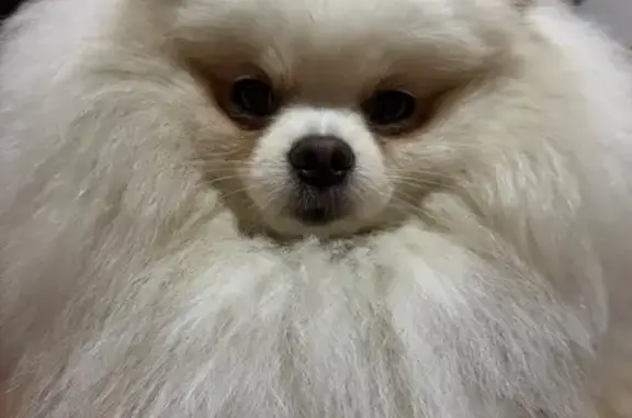 Cachorro perdido, Jacareí, São Paulo — fêmea - photo