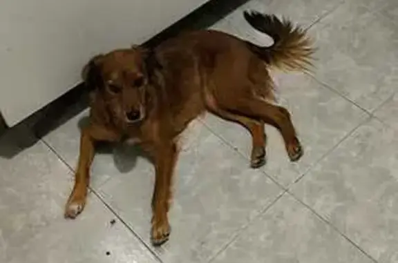 Cachorro perdido, Rua Projet A Jrd Piedade, 9, Rio de Janeiro — fêmea muito medrosa - photo