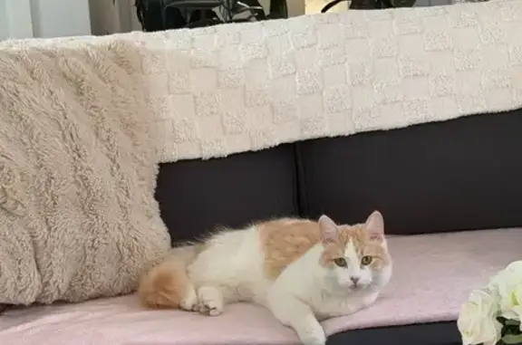 Lost pets Sydney, photo: Lost Cat, male, Old Pittwater Road, 91-93, Northern Beaches Council, Curl Curl — white and orange