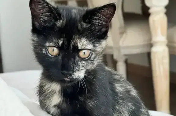 Gato perdido, Calle de Enrique Granados, 8, Móstoles, Madrid — 3 meses y muy asustado - photo