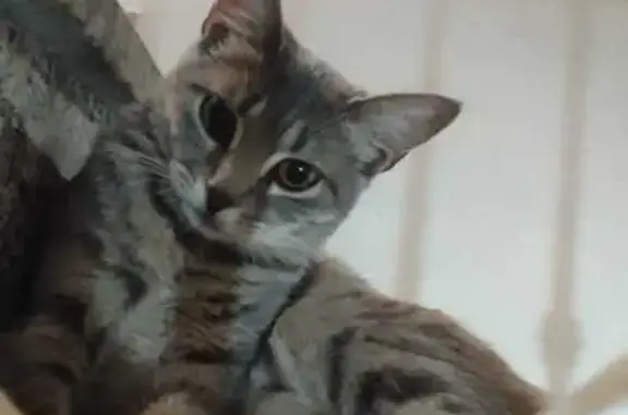 Gato perdido, Calle Sierra de Bacares, Almería — 7 meses y rayas blancas - photo