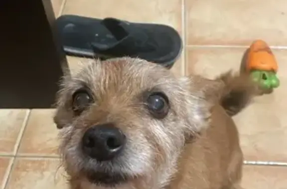 Perro perdido, Coín, Andalucía, Barcelona — marrón con canas - photo