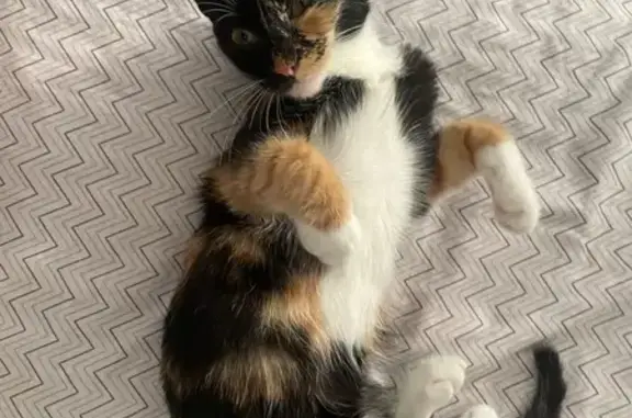 Gato perdido, Carrer de Sant Francesc, 1, Inca — calicó de aproximadamente 4 meses - photo