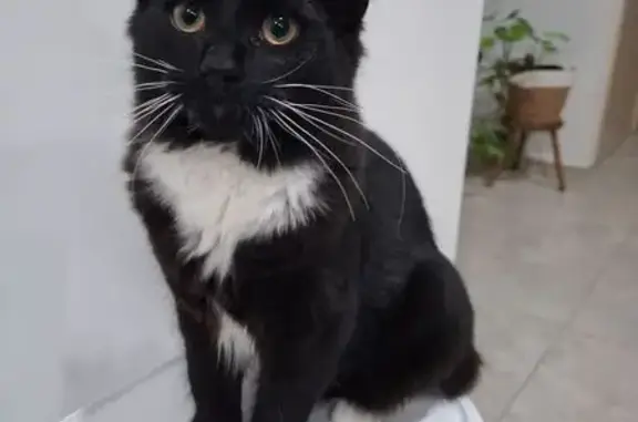 Lost male cat, Louis Street, 6, Cumberland City Council, Granville — 8 months old - photo