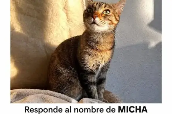 Gatos perdidos, la Verneda i la Pau, foto: Perdido gato, Rambla de Prim, Barcelona, la Verneda i la Pau — atigrado gris plomo