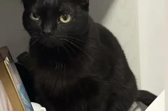 Gato perdido, hembra, Pasaje Rio Ribota, 1, Torremolinos — negra y cariñosa - photo