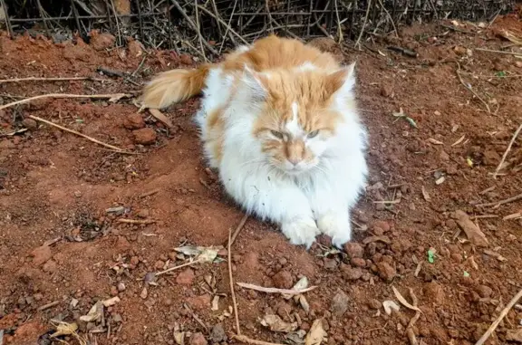 Lost cat, Galway Road, 31, Johannesburg — male Maine Coon with kidney problems - photo