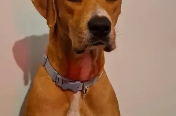 Lost dog, Galong Place, Armadale — female with a white chest patch - photo