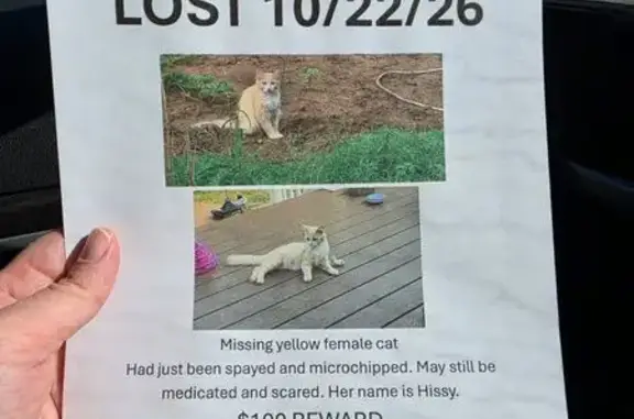 Lost cat, Archdale, North Carolina, Lexington — female, yellow with white stomach - photo