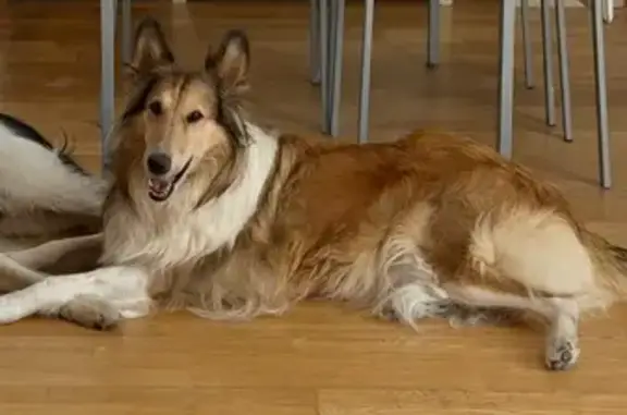 Perro perdido, Las Berlanas, Castilla y León, Avila — hembra muy amigable - photo