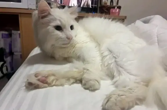 Lost pets Adelaide, photo: Lost cat, Sturt Street, Holdfast Bay, Adelaide — female, fluffy white and timid