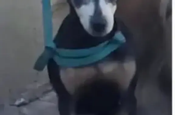 Perdido perro, Circuito F. Carbonel, 2749, Chihuahua — es sordo y ve muy poco - photo