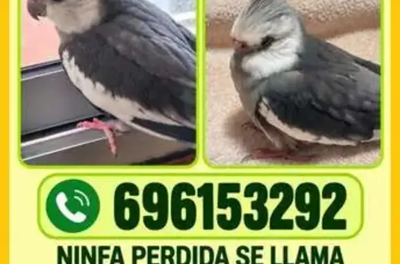 Ave perdida, Doctor Salvador Pérez Luz, 2, Santa Cruz de Tenerife — gris y blanca, escapada por la ventana - photo