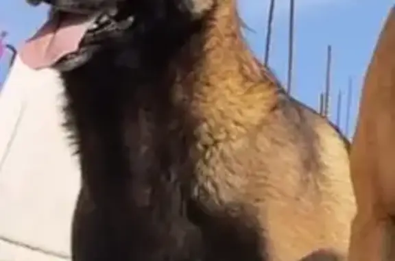 Perdido perro, Avenida Circunvalación, Guadalupe — cara negra y cuerpo café oscuro - photo