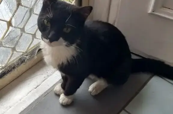 Found cat, Ronald Street, 30,...
