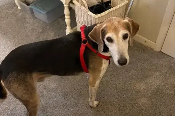 Lost dog, Osborne Road, 504, Winston-Salem — male with long legs - photo