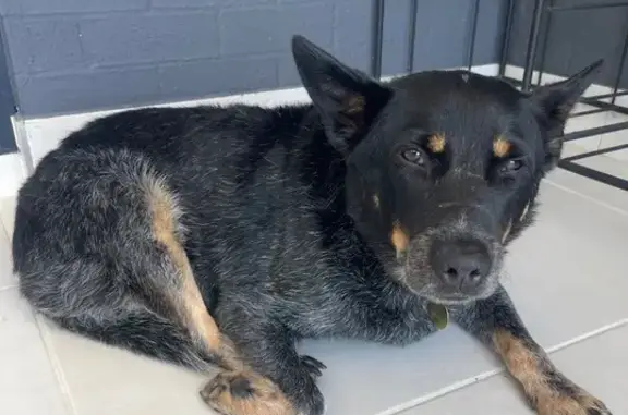 Lost dog, Curl Curl — male rescue dog with a deformed back paw - photo