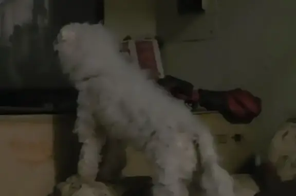 Lost dog, Primrose Drive, 1021, Waco — male white toy poodle - photo