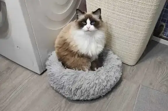 Gato perdido, hembra ragdoll, Plaza de los Mártires, 4, Madrid, Pinar de Chamartin - photo