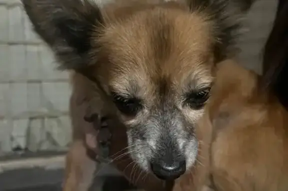 Perro encontrado San Nicolas de los Garza, foto: Perro encontrado, Calle Gustavo A. Bécquer, 460, Monterrey, San Nicolas de los Garza — macho con orejas grandes