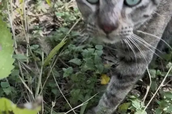 Lost cat, West Koenig Lane, Austin — female with brown stripes - photo