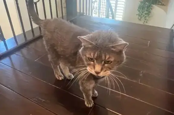 Lost cat, Foxhall Road, 653, Henderson — elderly and very friendly - photo