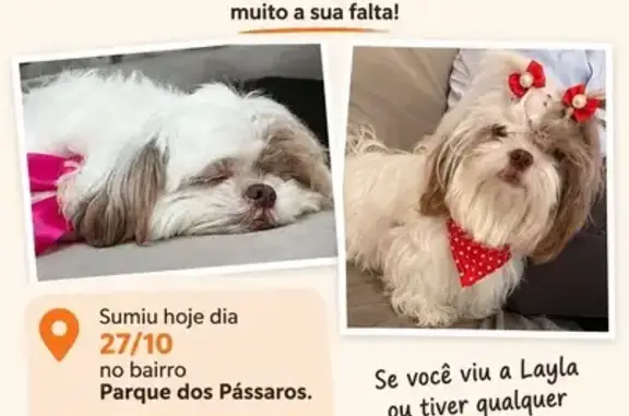 Cachorro perdido, Praça do Patriarca, 62 — fêmea - photo