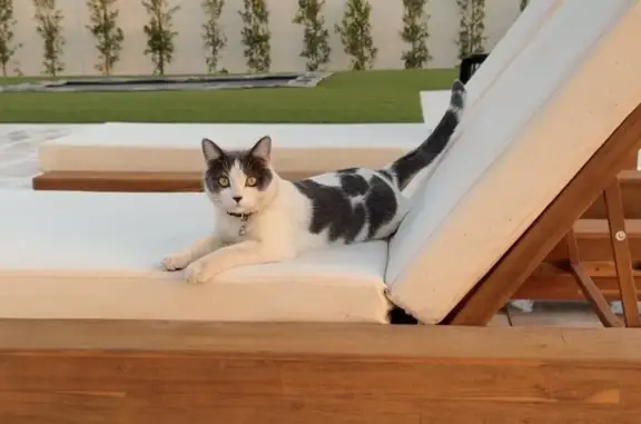 Missing cat Queen Creek, photo: Lost cat, South Mandarin Drive, 26416, Queen Creek — male, mostly white lower half
