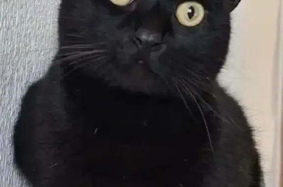 Gato perdido, Avenida Asociación Victimas del Terrorismo, 225, Torrevieja — maullador y asustadizo - photo