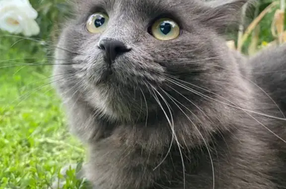 Зникла кішка, Балтійська вулиця, Дніпро — кастрований сірий котик - photo
