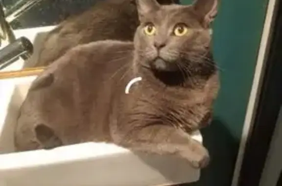 Lost cat, Cessnock, New South Wales, Aberdare — male, all grey - photo