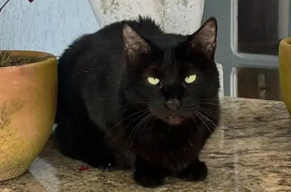 Gato perdido, fêmea, Shtq - 1...