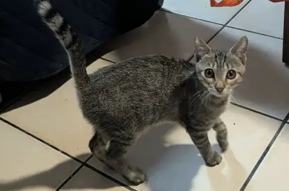 Gato encontrado Burriana, foto: Gato encontrado, Carrer de Sant Guillem, Burriana — atigrado y de 2-3 meses