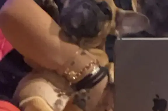 Lost dog, Washington Avenue, 174, Wheatley Heights, Manhattan — friendly male - photo