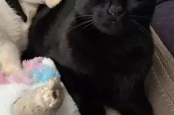 Gato perdido, Lugar Sector 25, 8, Torrevieja — macho negro, muy asustadizo - photo