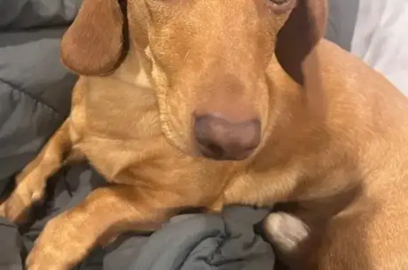 Lost dog, Polk Avenue, San Diego — male tan dachshund - photo